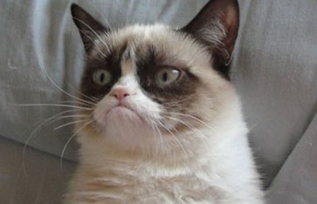 Grumpy Сat и все –все-все