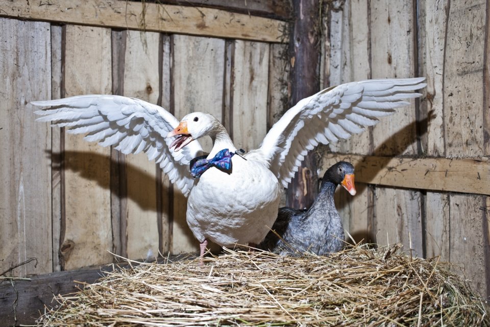 Лавочники в культурном пространстве