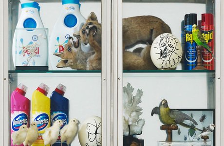 Cabinet de curiosit?s